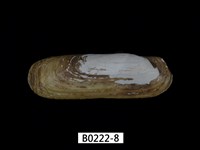 藏品(毛蟶(縊蟶泥蟶))的圖片